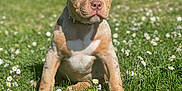 Symaa participe au concours pour gagner de l'argent avec cette photo : anemone, animal, bulldog, canine, daisy, dog, field, flower, frenchbulldog, grass, grassland, herbal, herbs, lawn, nature, outdoors, pet, pitbull, plant, puppy