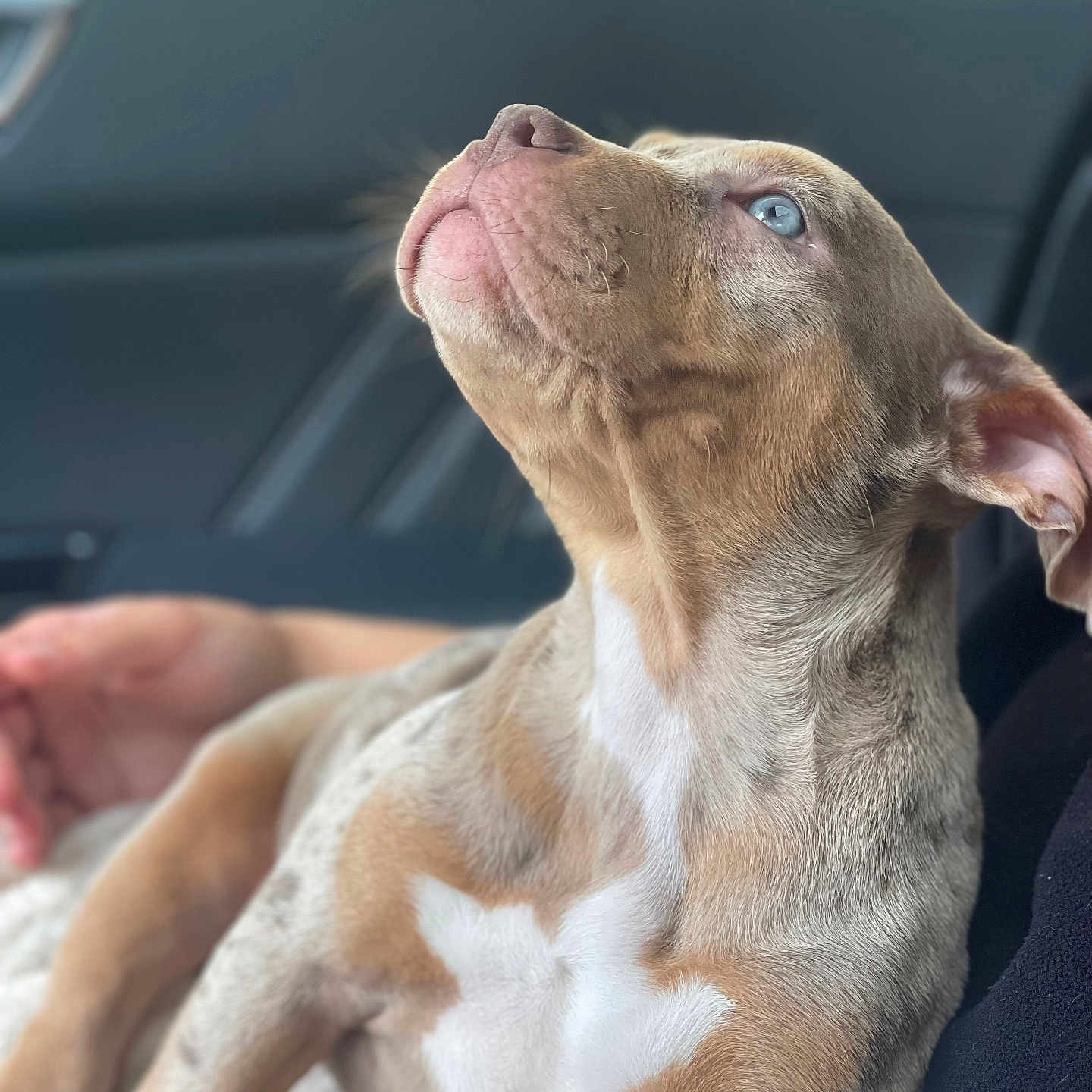 Symaa participe au concours pour gagner de l'argent avec cette photo : animal, blanket, bodypart, bulldog, canine, couch, dog, finger, frenchbulldog, furniture, hand, hound, labradorretriever, person, pet, pitbull, pointer, puppy, sleeping, snout