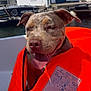 Symaa participe au concours pour gagner de l'argent avec cette photo : animal, boat, canine, close_up, daytime, dock, dog, happy, leisure, life_jacket, marina, outdoor, pet, sky, summer, sunny, tongue_out, vessel, water, watercraft