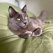 Venom a rejoint le concours — aidez-le/la à gagner de superbes lots ! cat, feline, gray_cat, green_eyes, pet, bed, bedding, blanket, indoors, portrait, close_up, whiskers, paws, fur, relaxed, lounging, shallow_depth_of_field, domestic_cat, cozy, sleepy