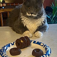 Ace is registered to the contest to win money with this photo: cat, gray_cat, white_fur, mustache_pattern, donuts, paper_plate, kitchen_counter, indoor, pet, animal, food, table, chair, plant, background, feline, cute, sitting, waiting, snack
