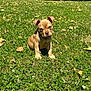 Kayzer a rejoint le concours — aidez-le/la à gagner de superbes lots ! adorable, animal, canine, cute, daylight, dog, fur, grass, greenery, leaf, mammal, nature, outdoor, park, pet, puppy, sitting, small_dog, sunlight, young_dog