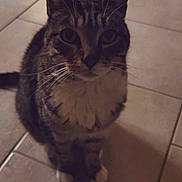 Léo a rejoint le concours — aidez-le/la à gagner de superbes lots ! cat, tabby, pet, animal, feline, indoor, floor, tile, whiskers, ears, paws, sitting, looking, curious, fur, domestic, cute, companion, shadow, quiet