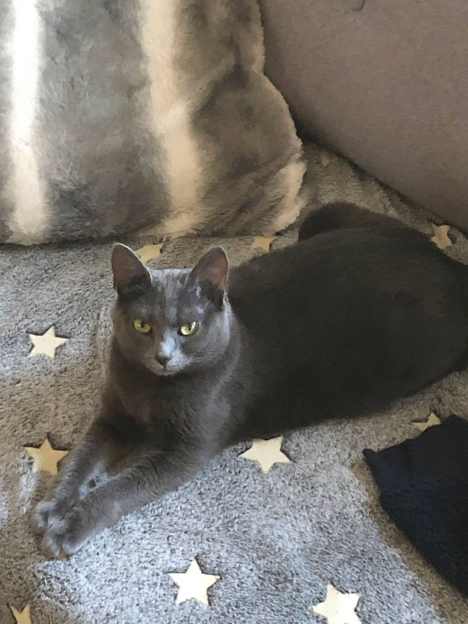 Kitie a rejoint le concours — aidez-le/la à gagner de superbes lots ! asian, british_shorthair, burmese, carnivore, cat, chartreux, domestic_short_haired_cat, european_shorthair, felidae, german_rex, kitten, korat, mammal, nebelung, russian_blue, small_to_medium_sized_cats, snout, whiskers