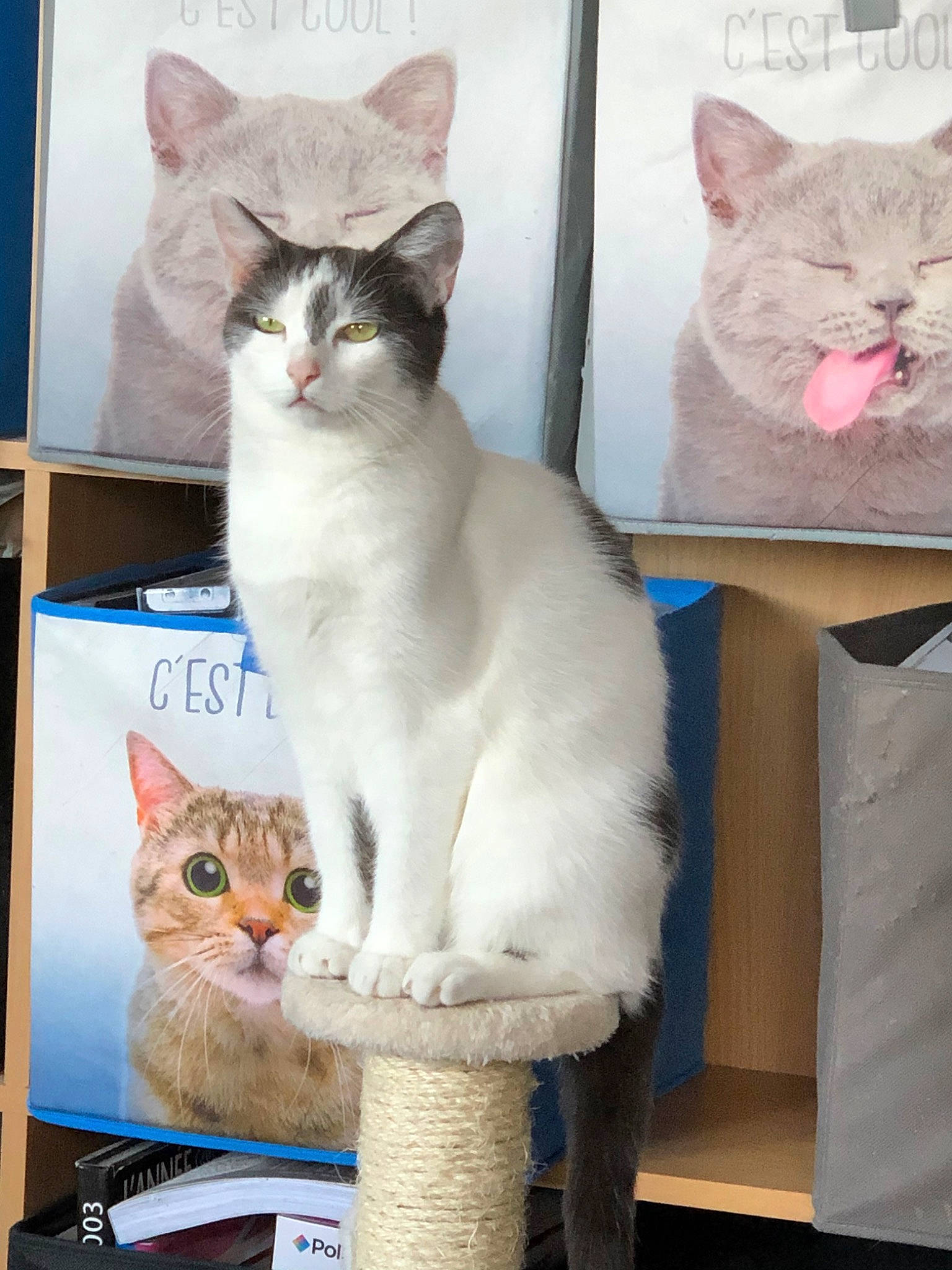 Crevette participe au concours pour gagner de l'argent avec cette photo : aegean_cat, asian, burmilla, carnivore, cat, domestic_short_haired_cat, european_shorthair, fawn, felidae, kitten, mammal, polydactyl_cat, small_to_medium_sized_cats, turkish_angora, turkish_van, vertebrate, whiskers