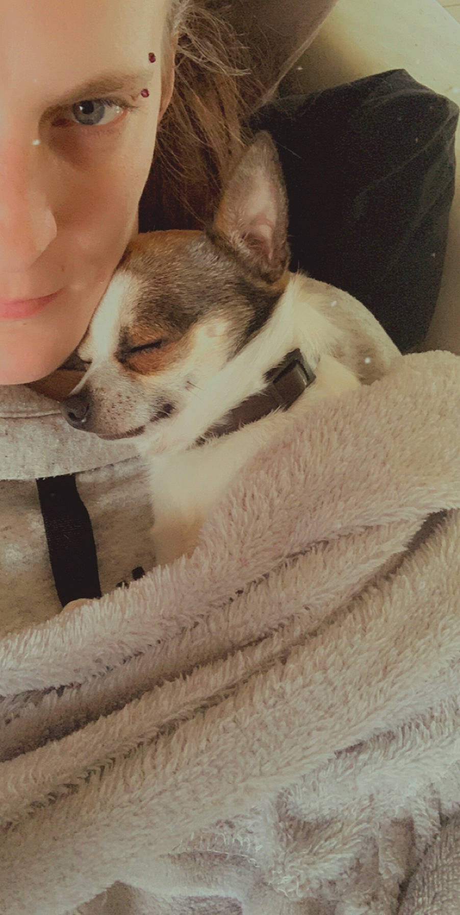 Ouchka participe au concours pour gagner de l'argent avec cette photo : canidae, carnivore, chihuahua, companion_dog, corgi_chihuahua, dog, dog_breed, ear, fawn, fur, mammal, puppy, puppy_love, rat_terrier, skin, snout, toy_dog, toy_fox_terrier, whiskers