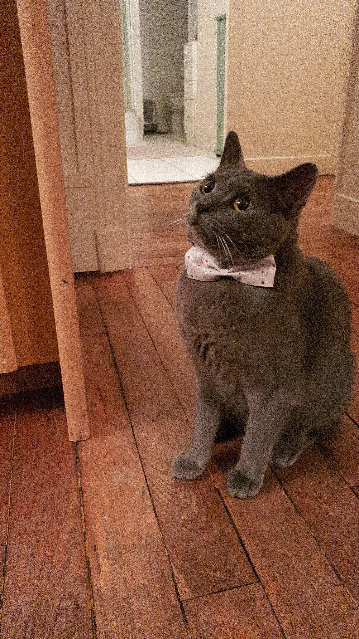 Minos participe au concours pour gagner de l'argent avec cette photo : asian, british_shorthair, burmese, carnivore, cat, chartreux, domestic_short_haired_cat, european_shorthair, fawn, felidae, floor, hardwood, korat, mammal, russian_blue, small_to_medium_sized_cats, snout, vertebrate, whiskers, wood