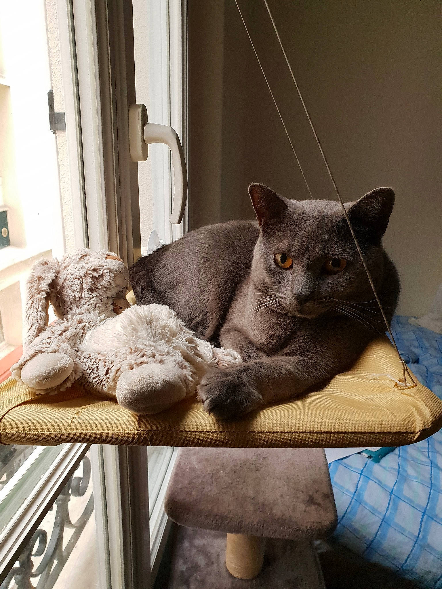 Minos a rejoint le concours — aidez-le/la à gagner de superbes lots ! asian, british_shorthair, burmese, carnivore, cat, chartreux, domestic_short_haired_cat, felidae, fur, furniture, korat, mammal, nebelung, room, russian_blue, small_to_medium_sized_cats, whiskers
