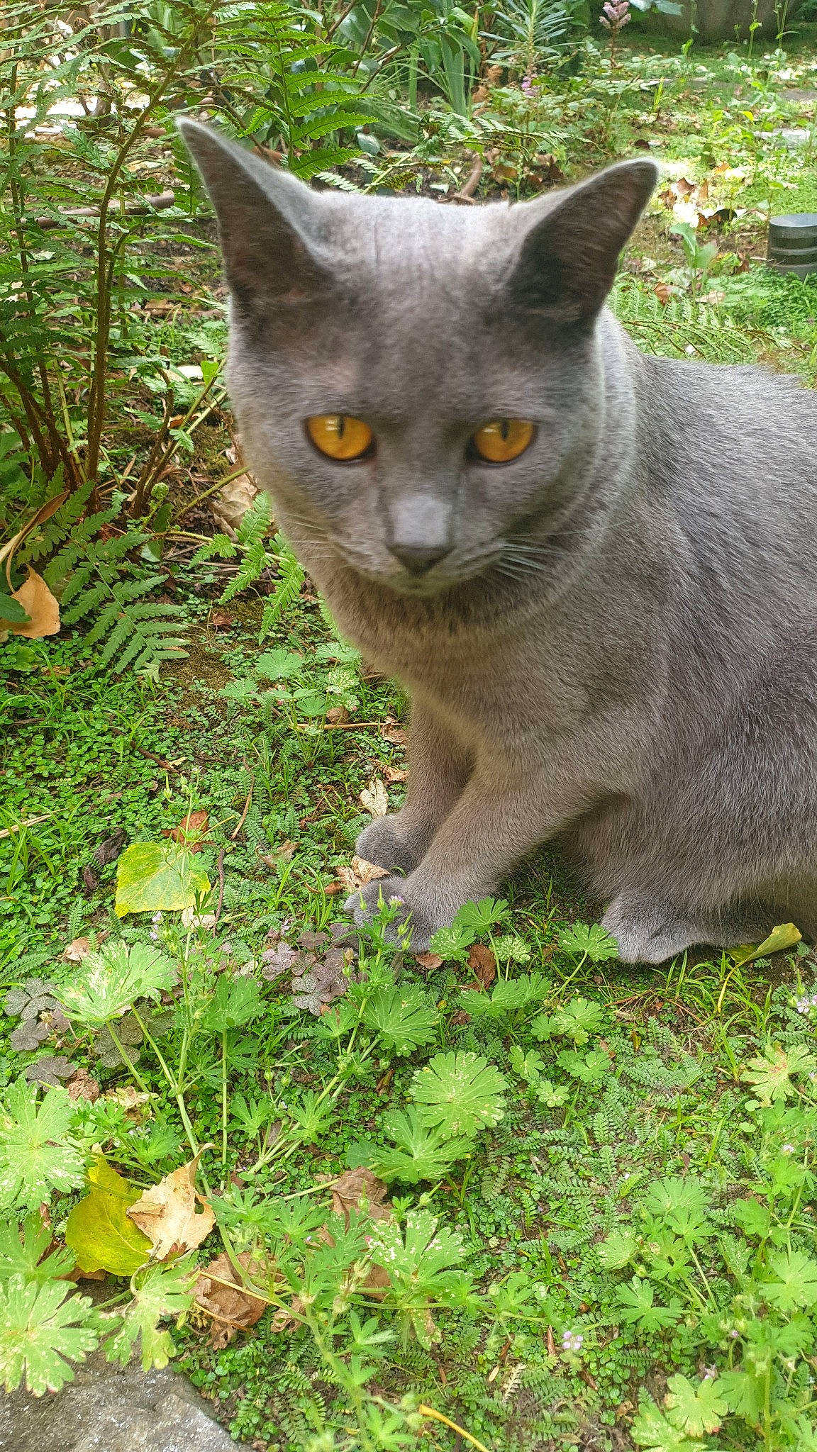 Minos a rejoint le concours — aidez-le/la à gagner de superbes lots ! british_shorthair, burmese, carnivore, cat, chartreux, domestic_short_haired_cat, fawn, felidae, german_rex, grass, korat, mammal, nebelung, plant, russian_blue, small_to_medium_sized_cats, whiskers, wildlife