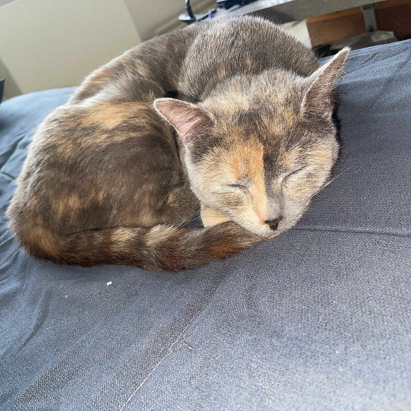 Safira a rejoint le concours — aidez-le/la à gagner de superbes lots ! abyssinian, animal, bed, bedroom, blanket, cat, couch, cushion, furniture, hardwood, homedecor, indoors, interiordesign, kitten, linen, manx, person, pet, room, sleeping