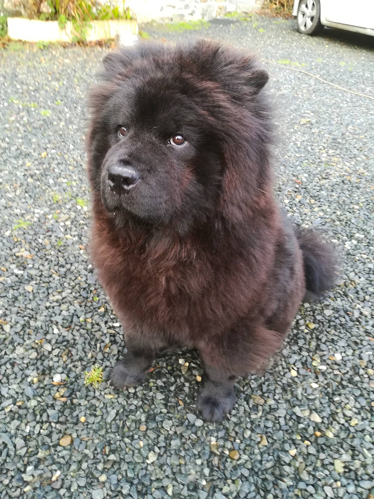 Nyx a rejoint le concours — aidez-le/la à gagner de superbes lots ! ancient_dog_breeds, canidae, carnivore, chow_chow, companion_dog, dog, dog_breed, eurasier, fawn, mammal, newfoundland, non_sporting_group, sporting_group, vertebrate