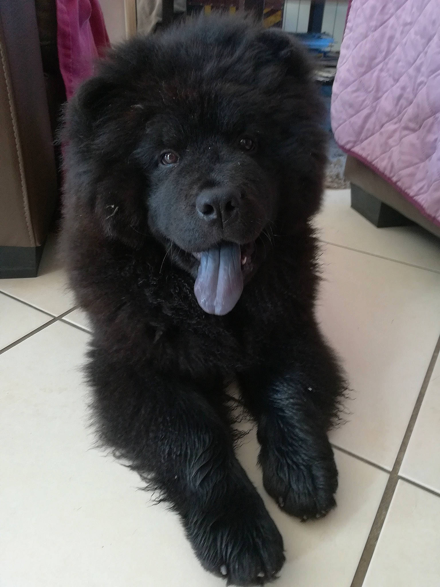 Nyx a rejoint le concours — aidez-le/la à gagner de superbes lots ! ancient_dog_breeds, canidae, carnivore, caucasian_shepherd_dog, chow_chow, companion_dog, dog, dog_breed, fawn, fur, mammal, newfoundland, non_sporting_group, nose, puppy, snout, sporting_group, vertebrate