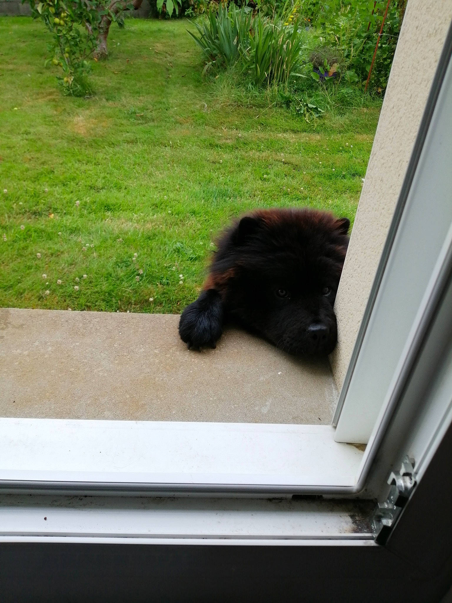 Nyx a rejoint le concours — aidez-le/la à gagner de superbes lots ! canidae, carnivore, cat, chow_chow, dog, felidae, grass, plant, wildlife