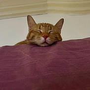 Fanta a rejoint le concours — aidez-le/la à gagner de superbes lots ! cat, ginger_cat, sleeping_cat, pet, closeup, pink_nose, whiskers, ears, purple_bedding, blanket, cozy, relaxed, indoor, home_interior, portrait, cute, feline, head, resting, soft_lighting