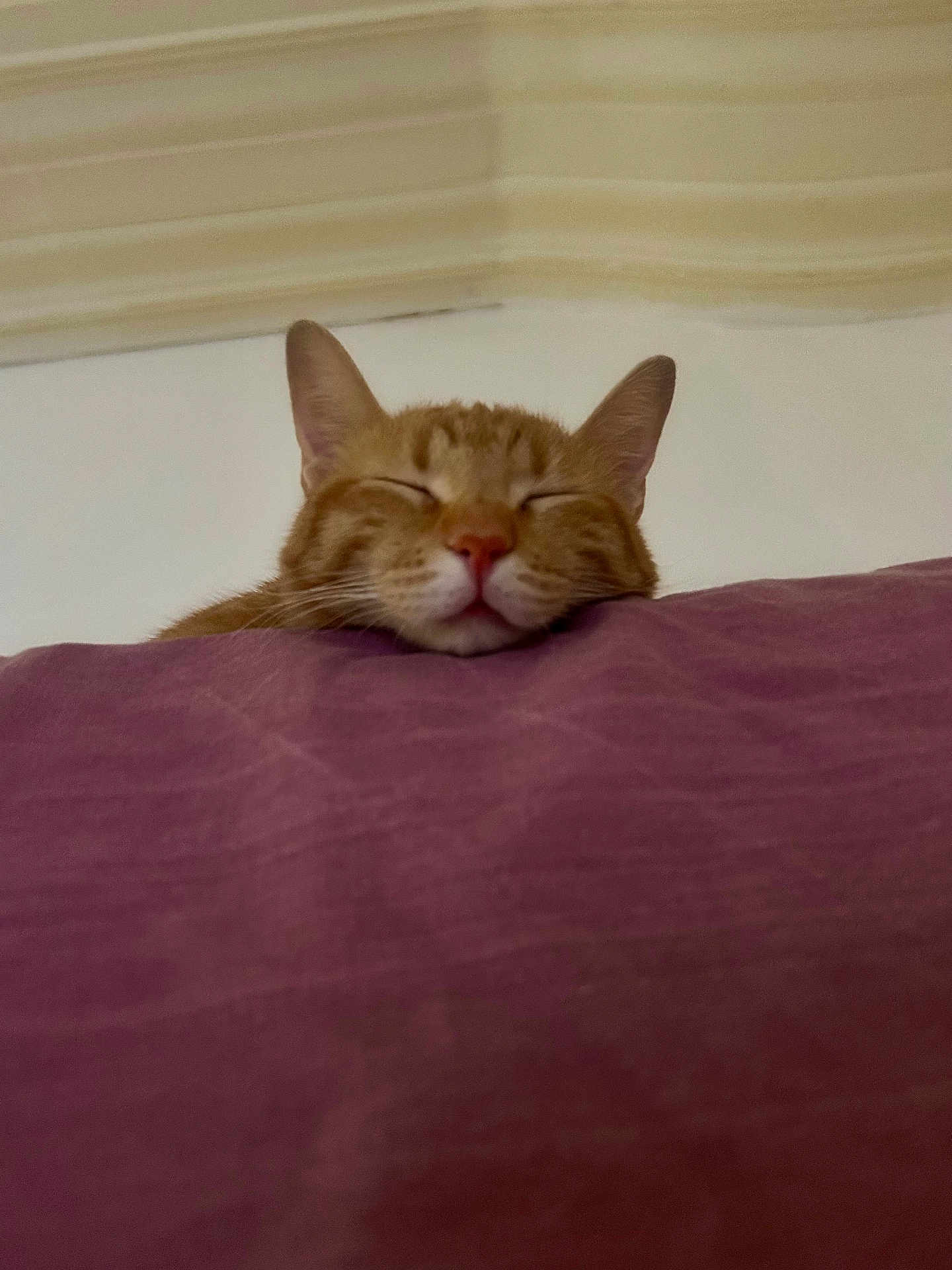 Fanta a rejoint le concours — aidez-le/la à gagner de superbes lots ! cat, ginger_cat, sleeping_cat, pet, closeup, pink_nose, whiskers, ears, purple_bedding, blanket, cozy, relaxed, indoor, home_interior, portrait, cute, feline, head, resting, soft_lighting