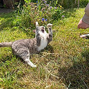Gavin is registered to the contest to win money with this photo: animal, cat, domestic, flower, fun, garden, grass, greenery, mammal, nature, outdoor, paw, person_hand, pet, playful, relaxation, string, summer, sunlight, wildflowers