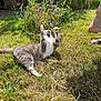 animal, cat, domestic, flower, fun, garden, grass, greenery, mammal, nature, outdoor, paw, person_hand, pet, playful, relaxation, string, summer, sunlight, wildflowers