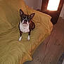 dog, boston_terrier, couch, yellow_cover, indoor, lamp, floor_lamp, wooden_floor, pet, animal, sitting, looking_up, ears_up, house, room, cozy, domestic, fur, canine, companion