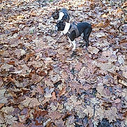 Randy Et Tamia a rejoint le concours — aidez-le/la à gagner de superbes lots ! boston_terrier, dog, two_dogs, autumn, fallen_leaves, forest_path, outdoor, nature, canine, pet, walk, harness, leaf_litter, brown_leaves, seasonal, animal, park, alert, side_view, daylight