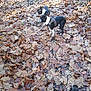 boston_terrier, dog, two_dogs, autumn, fallen_leaves, forest_path, outdoor, nature, canine, pet, walk, harness, leaf_litter, brown_leaves, seasonal, animal, park, alert, side_view, daylight