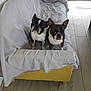 animal_portrait, boston_terrier, companion, couch, curious, cute, dog, door, ears_up, floor, flooring, home, indoor, looking_up, pet, room, tongue_out, two_animals, white_sheet, yellow_couch