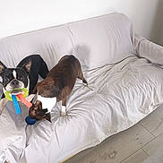 Randy Et Tamia participe au concours pour gagner de l'argent avec cette photo : animal, boston_terrier, canine, couch, cover, dog, ears, floor, fur, home, indoor, living_room, mouth, pet, playful, playing, sheet, sniffing, toy, wooden_floor