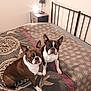 bedroom, bed, lamp, nightstand, dog, boston_terrier, pet, animal, indoor, patterned_bedspread, furniture, cozy, two_dogs, alert, seated, ears_up, looking_at_camera, home, domestic, cute