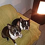 dog, boston_terrier, pet, couch, yellow_couch, indoor, lamp, floor, wooden_floor, animal, canine, two_dogs, looking_up, ears_up, companion, domestic, cozy, resting, shadow, home