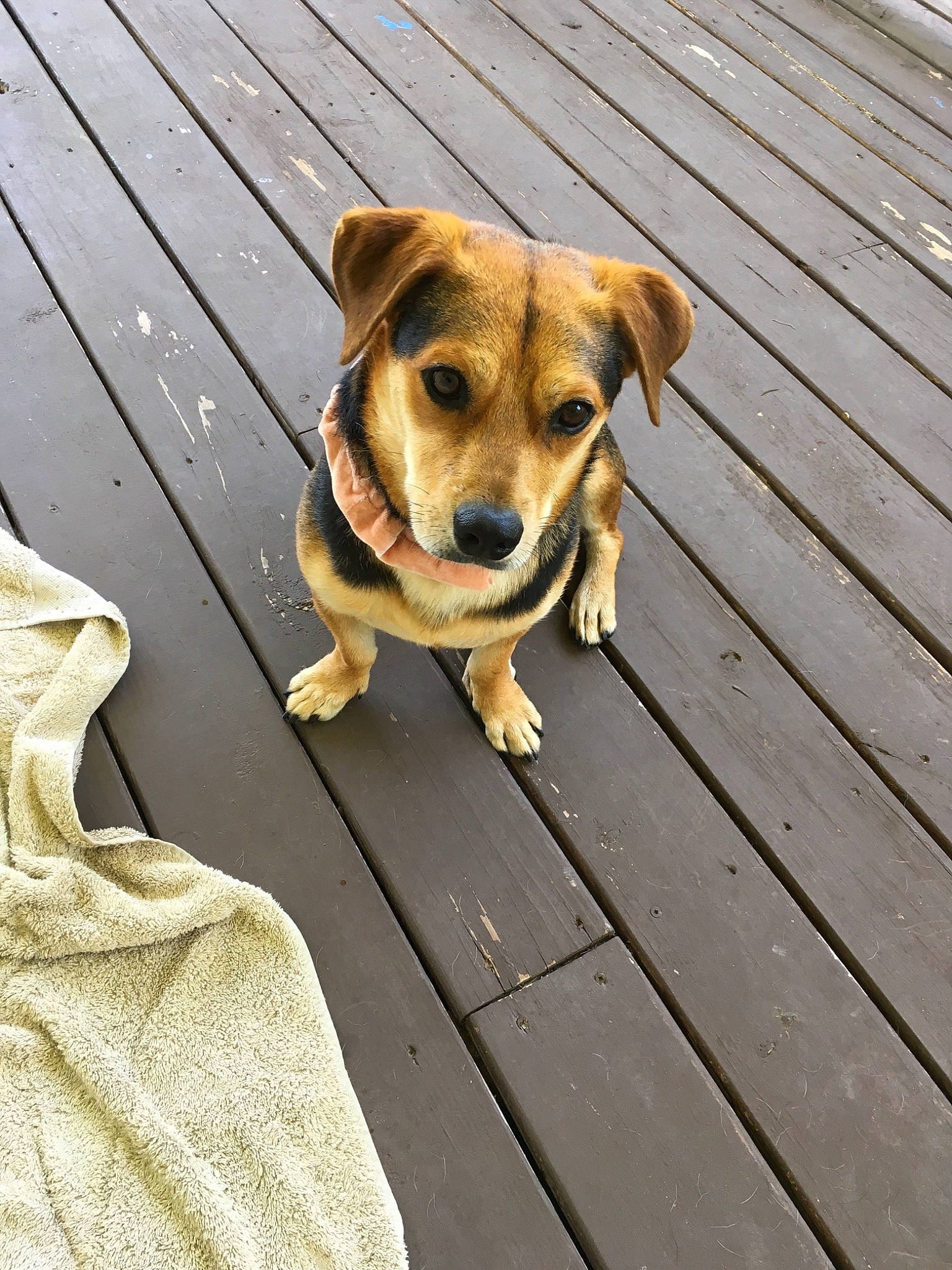 Bowie is registered to the contest to win money with this photo: canidae, carnivore, companion_dog, dog, dog_breed, fawn, feist, mammal, paw, potcake_dog, puppy, rare_breed_dog, snout, sporting_group, street_dog