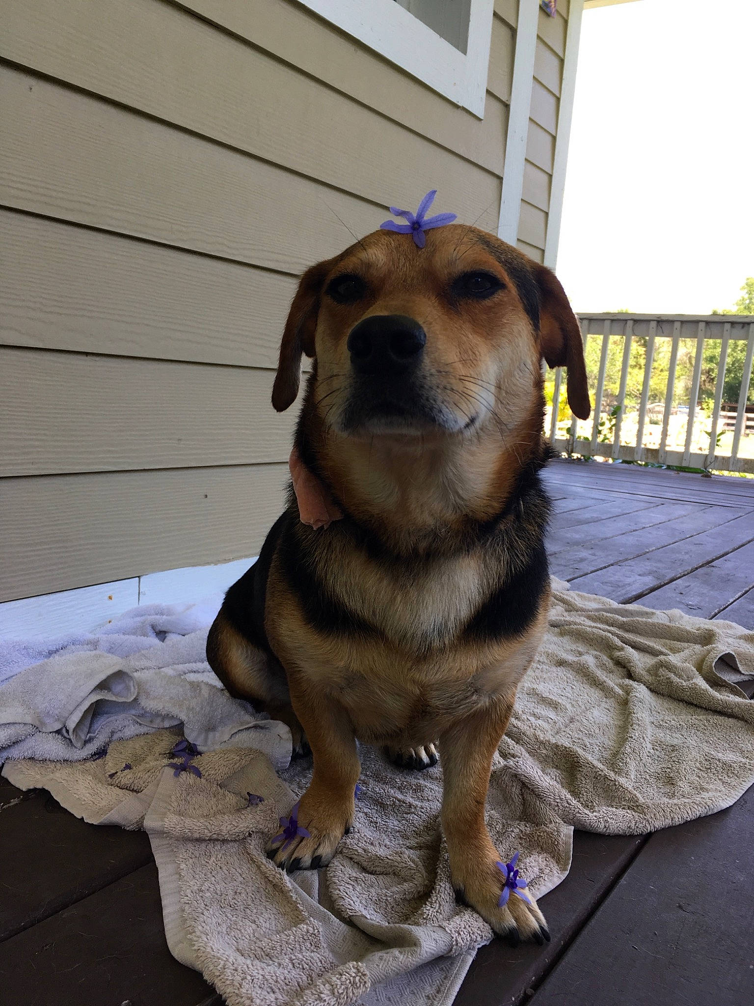 Bowie is registered to the contest to win money with this photo: canidae, carnivore, companion_dog, dog, dog_breed, fawn, mammal, potcake_dog, snout, sporting_group, vertebrate