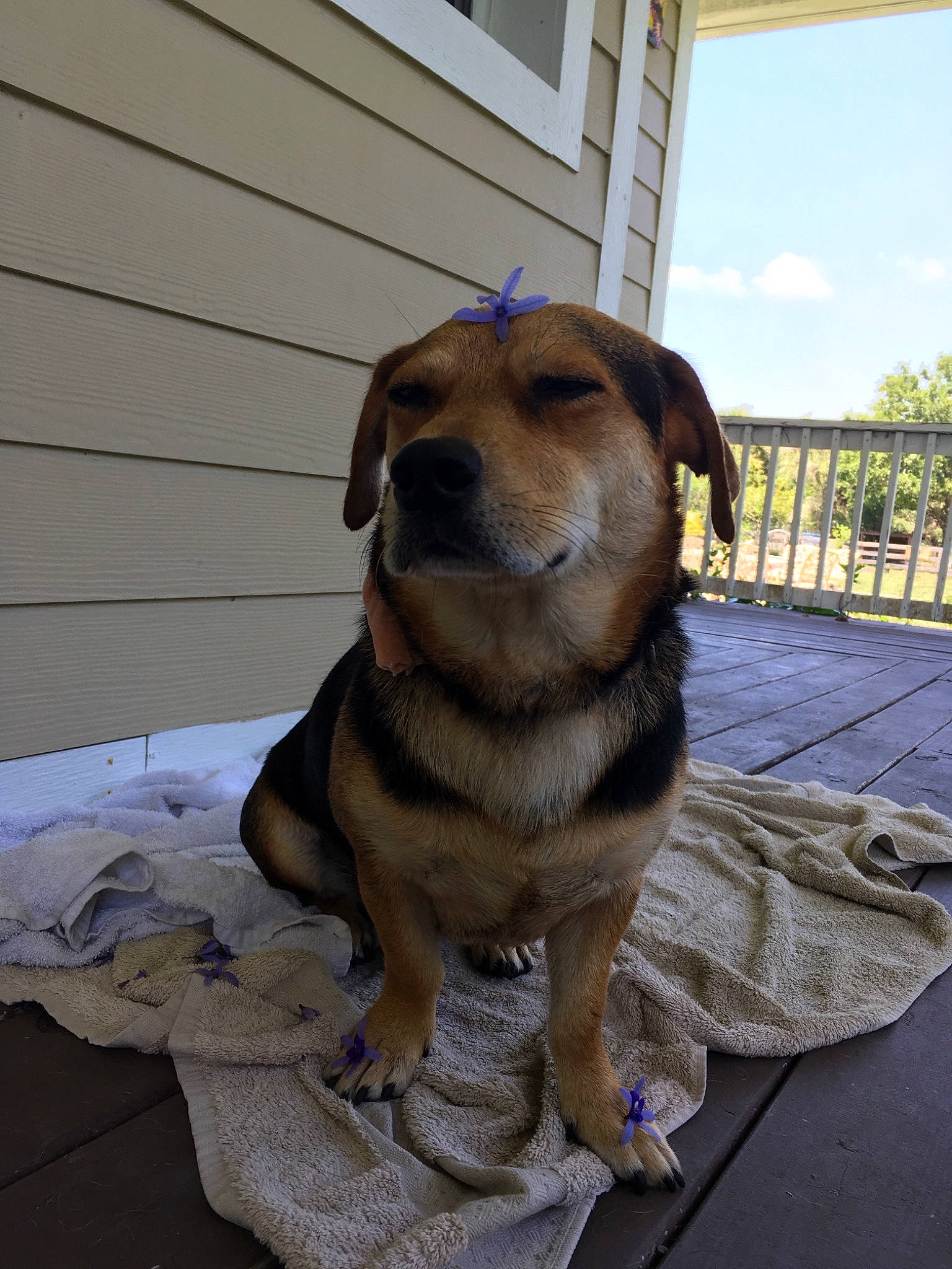 Bowie is registered to the contest to win money with this photo: canidae, carnivore, companion_dog, dog, dog_breed, fawn, mammal, rare_breed_dog, snout, sporting_group, vertebrate