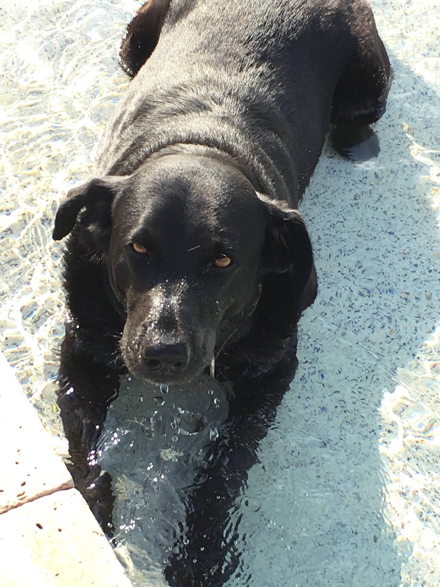 Jackson joined the competition — help win amazing prizes! canidae, carnivore, dog, dog_breed, flat_coated_retriever, hunting_dog, labrador_retriever, pointing_breed, retriever, snout, sporting_group