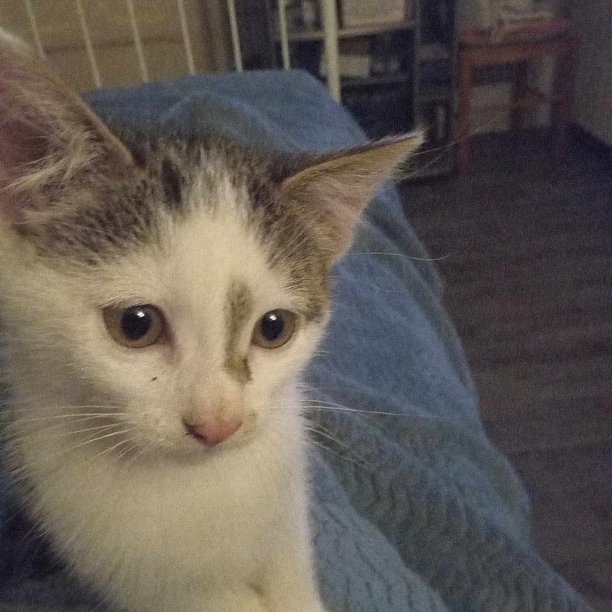 Fripouille a rejoint le concours — aidez-le/la à gagner de superbes lots ! animal, blanket, blue, cat, cozy, curious, cute, ears, eyes, feline, fur, home, indoor, kitten, nose, pet, resting, soft, whiskers, young