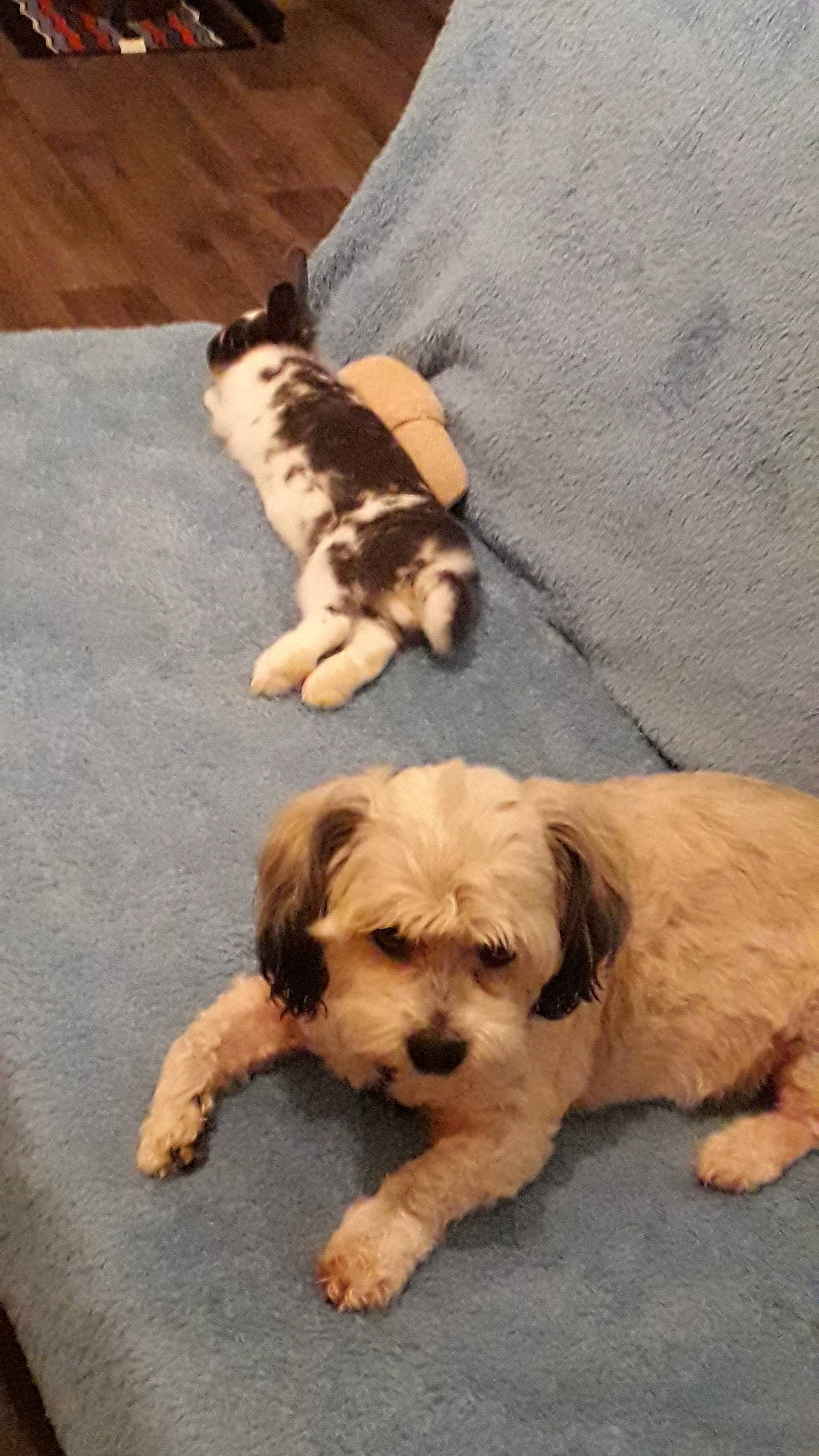 Chanel participe au concours pour gagner de l'argent avec cette photo : canidae, carnivore, cavachon, cavapoo, cockapoo, companion_dog, dog, dog_breed, grand_basset_griffon_vendeen, havanese, kyi_leo, lhasa_apso, mammal, petit_basset_griffon_vendeen, puppy, schnoodle, shih_tzu, sporting_lucas_terrier, tibetan_terrier, vertebrate