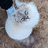 cat, fluffy, blue_eyes, animal, pet, outdoor, sand, footwear, sneaker, person, curious, looking_up, feline, cute, soft, tail, fur, ground, white, gray