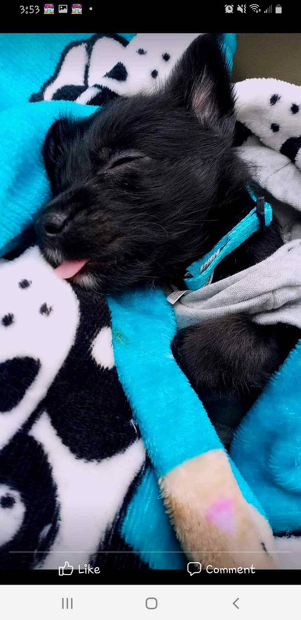 Jasper joined the competition — help win amazing prizes! blue, canidae, carnivore, collar, companion_dog, dog, dog_breed, dog_collar, dog_supply, electric_blue, fur, green, pattern, paw, pet_supply, snout, sporting_group, vertebrate, whiskers, working_animal