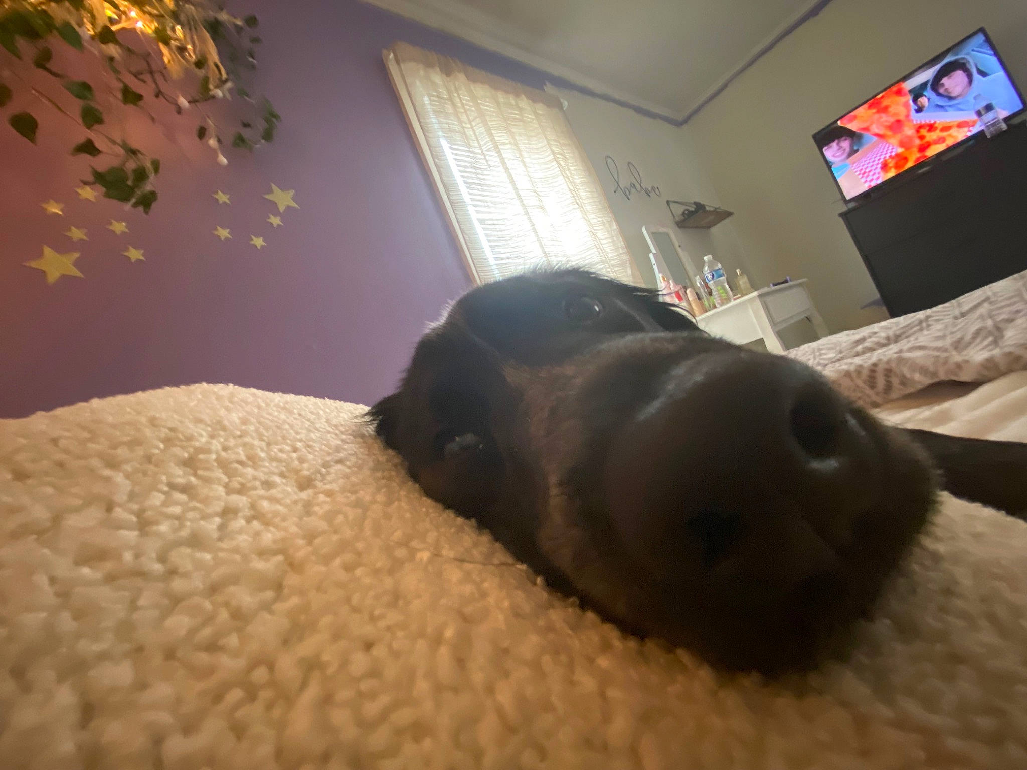 Milo is registered to the contest to win money with this photo: bed, carnivore, comfort, companion_dog, couch, dog, dog_breed, fawn, felidae, flooring, hardwood, picture_frame, small_to_medium_sized_cats, snout, tail, television, terrestrial_animal, tints_and_shades, whiskers, wood