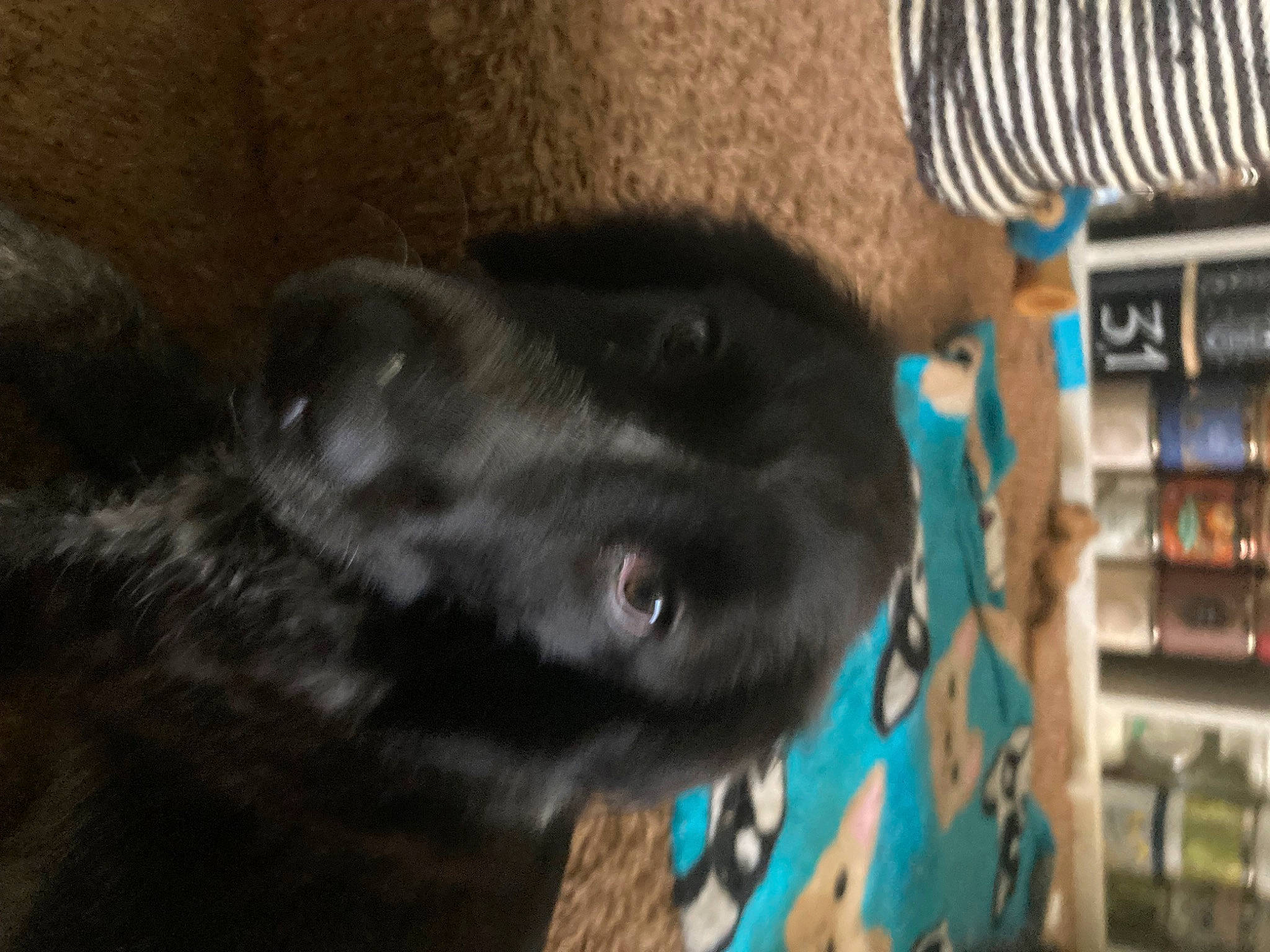 Milo joined the competition — help win amazing prizes! bookcase, borador, canidae, carnivore, comfort, companion_dog, dog, dog_breed, electric_blue, felidae, fur, non_sporting_group, shelf, snout, sporting_group, tail, terrestrial_animal, whiskers, working_animal