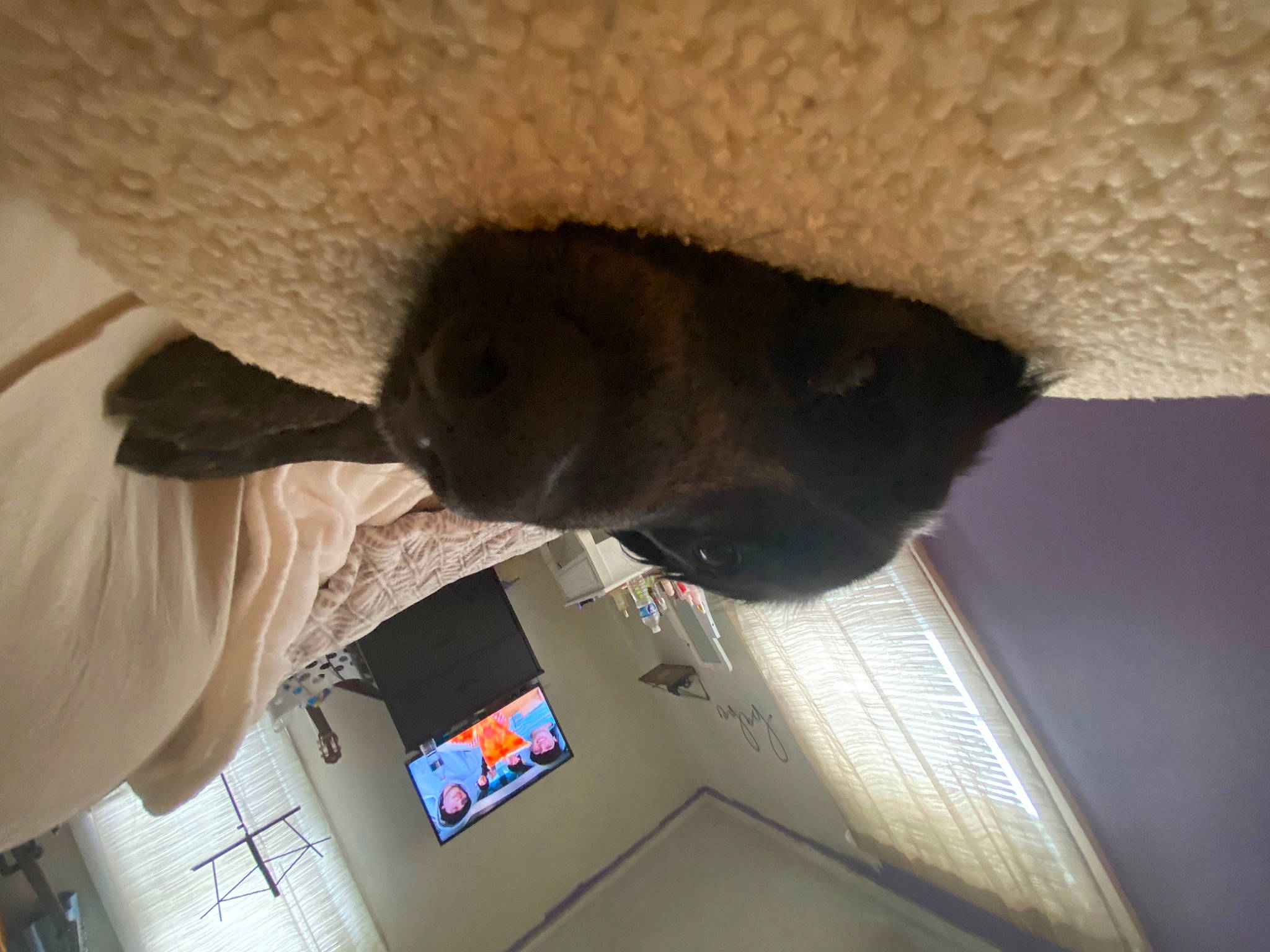 Milo joined the competition — help win amazing prizes! carnivore, ceiling, comfort, fawn, felidae, fur, input_device, small_to_medium_sized_cats, snout, whiskers, window