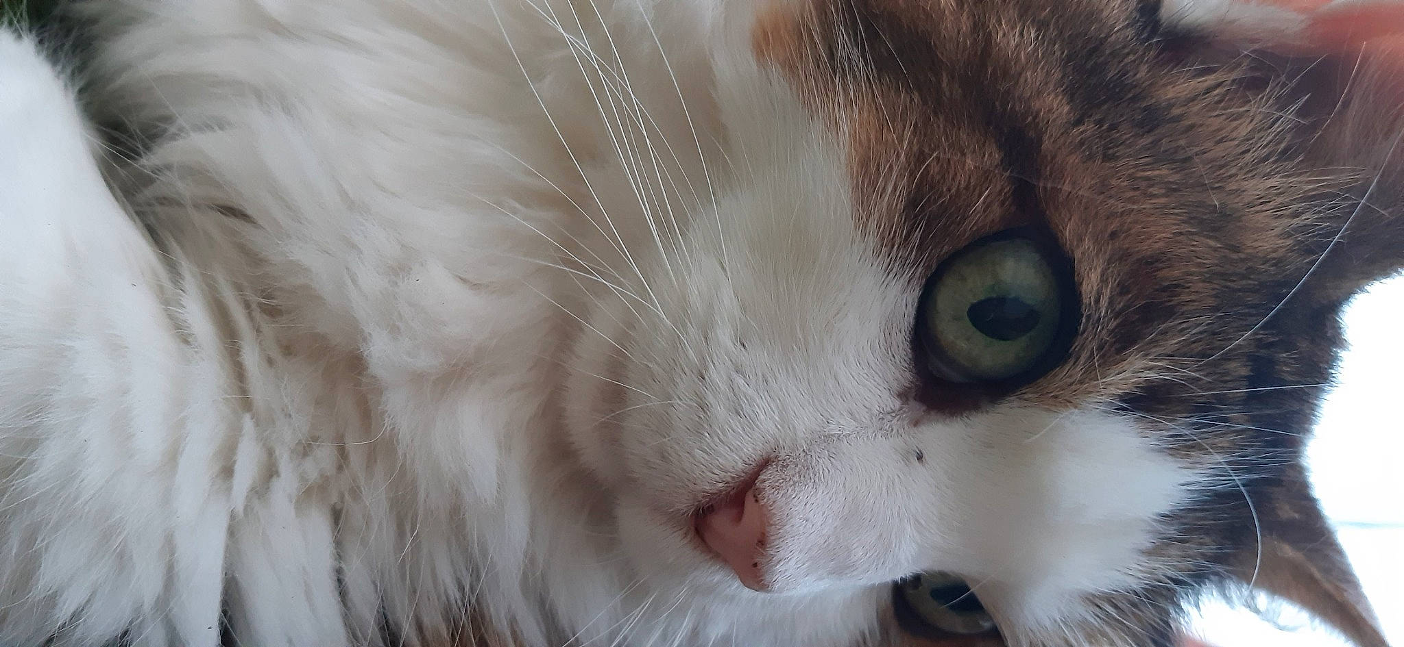 Mascotte participe au concours pour gagner de l'argent avec cette photo : carnivore, cat, domestic_short_haired_cat, ear, fawn, felidae, fur, iris, paw, small_to_medium_sized_cats, snout, tail, whiskers, window