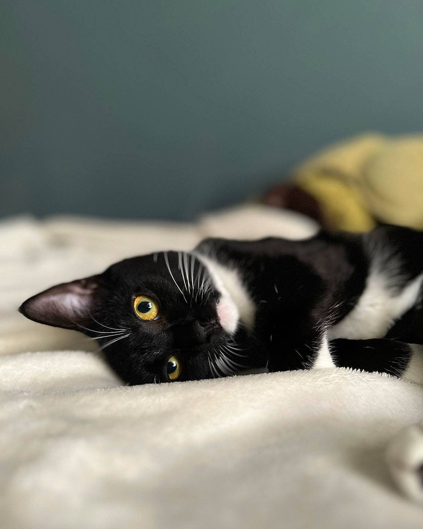 Aries is registered to the contest to win money with this photo: carnivore, cat, claw, comfort, domestic_short_haired_cat, felidae, fur, macro_photography, monochrome_photography, paw, small_to_medium_sized_cats, snout, tail, terrestrial_animal, whiskers