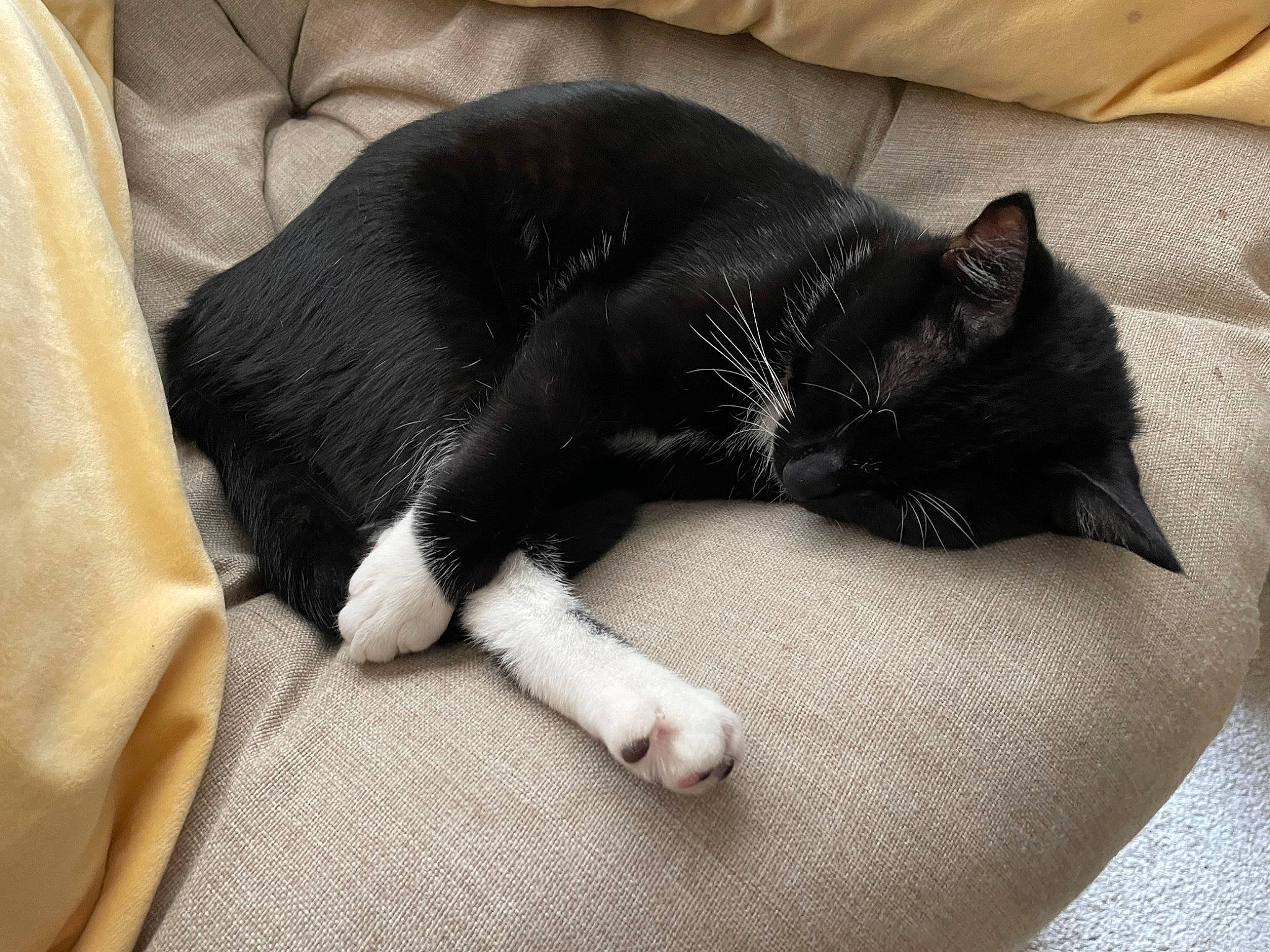 Aries joined the competition — help win amazing prizes! black_cat, carnivore, cat, claw, comfort, dog_breed, domestic_short_haired_cat, felidae, fur, grey, linens, nap, room, sleep, small_to_medium_sized_cats, snout, sporting_group, tail, terrestrial_animal, whiskers