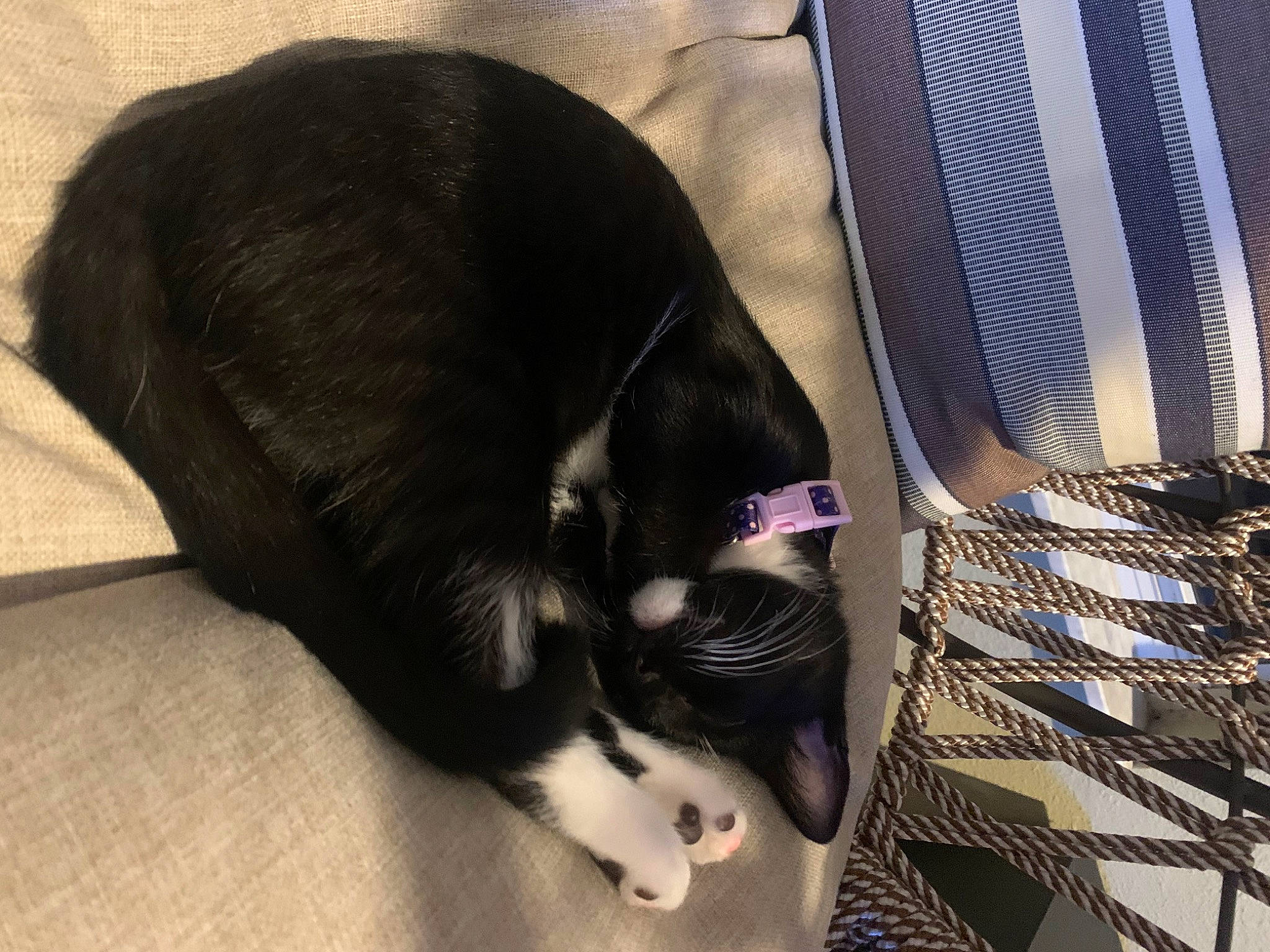 Aries is registered to the contest to win money with this photo: audio_equipment, canidae, carnivore, cat, comfort, companion_dog, dog_breed, electric_blue, fashion_accessory, felidae, flooring, fur, mammal, nap, small_to_medium_sized_cats, sporting_group, tail, terrestrial_animal, tints_and_shades, whiskers