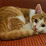 cat, orange_cat, white_cat, pet, feline, animal, cute, resting, curled_up, blanket, cozy, indoor, sleepy, ears, whiskers, tail, fur, close_up, soft_texture, relaxed