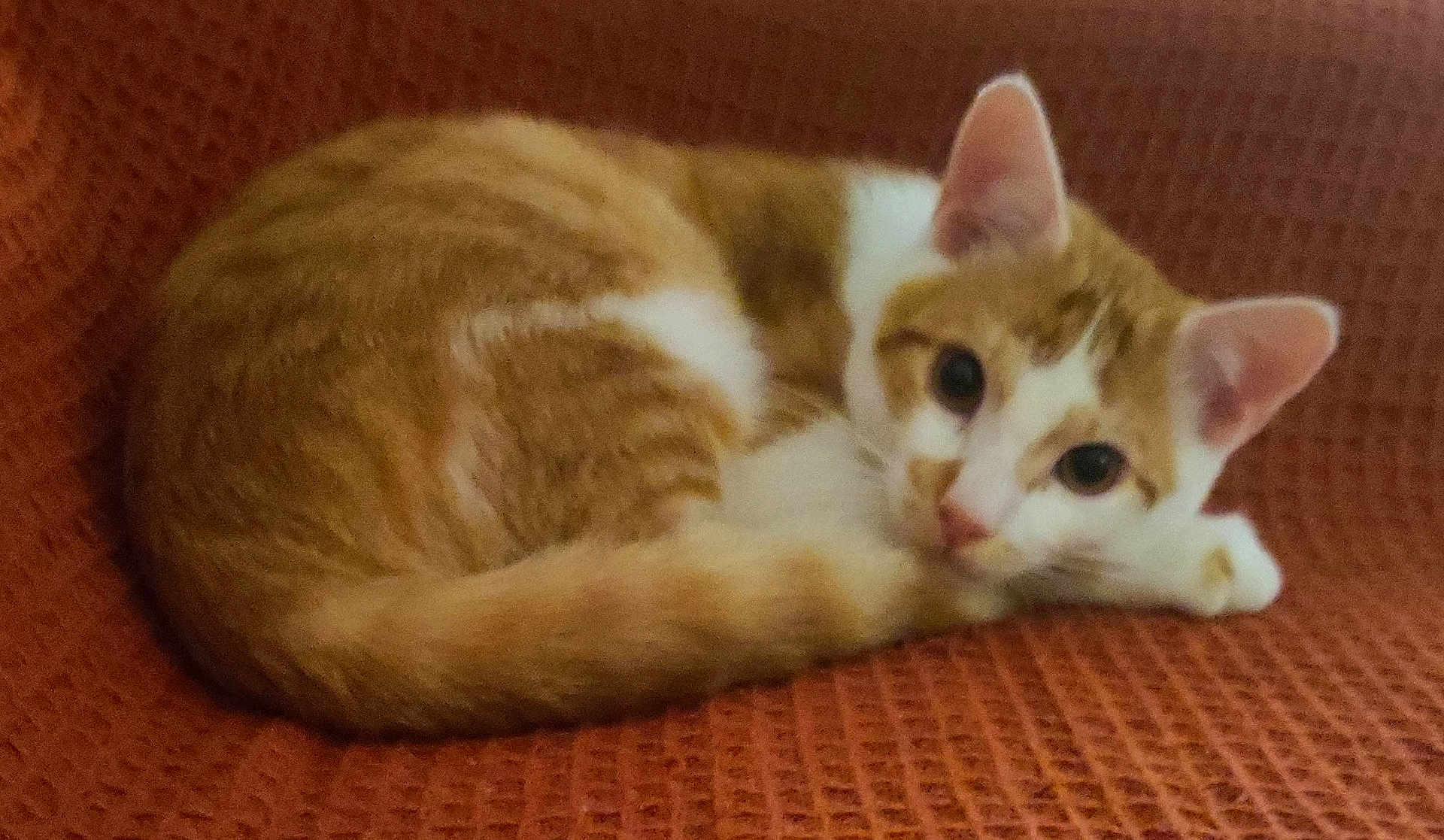 Minou participe au concours pour gagner de l'argent avec cette photo : cat, orange_cat, white_cat, pet, feline, animal, cute, resting, curled_up, blanket, cozy, indoor, sleepy, ears, whiskers, tail, fur, close_up, soft_texture, relaxed