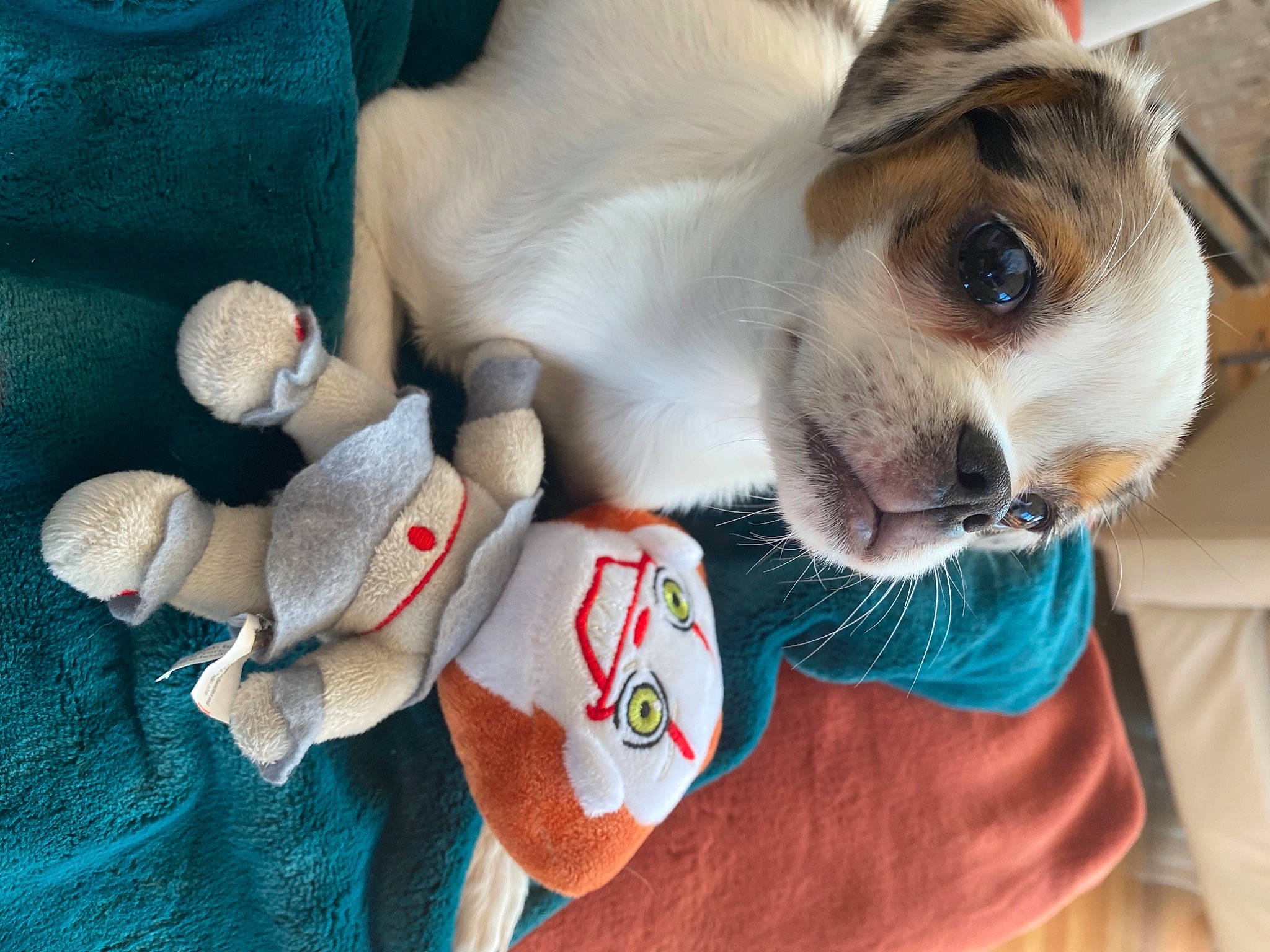 Tula joined the competition — help win amazing prizes! baby_toys, canidae, carnivore, collar, companion_dog, dog, dog_breed, dog_supply, fawn, fur, plush, snout, sporting_group, stuffed_toy, textile, toy, whiskers, working_animal