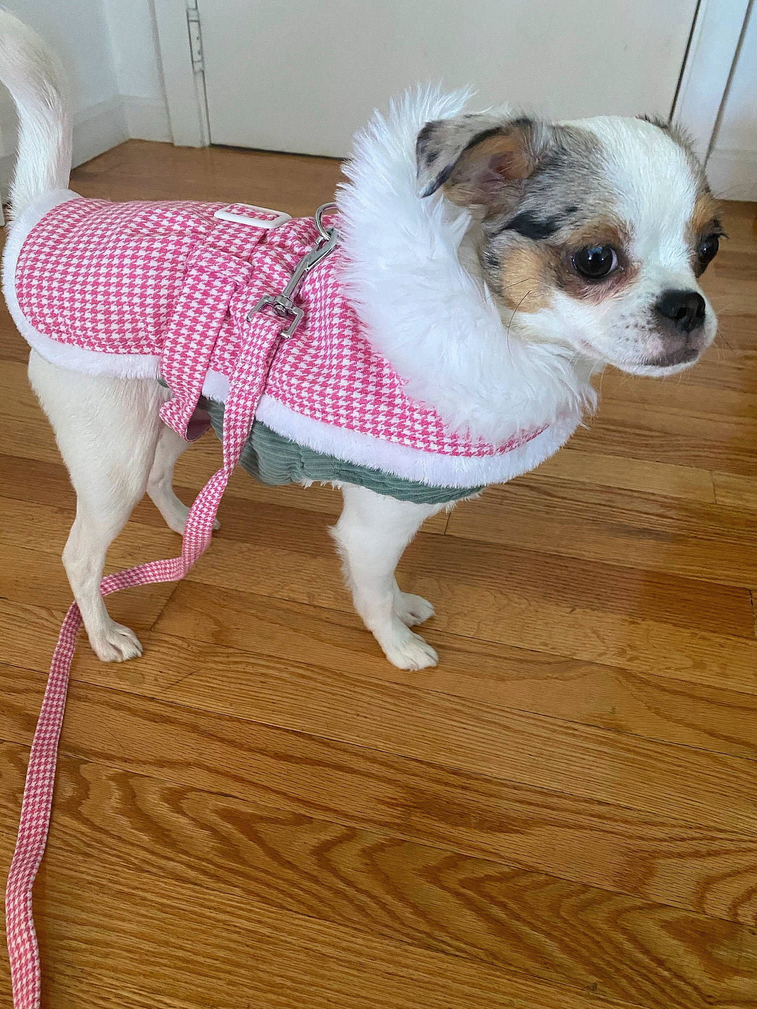 Tula is registered to the contest to win money with this photo: carnivore, dog, dog_breed, dog_clothes, dog_supply, fawn, floor, flooring, fur, hardwood, laminate_flooring, mammal, pet_supply, pink, snout, toy_dog, vertebrate, wood, wood_flooring, working_animal