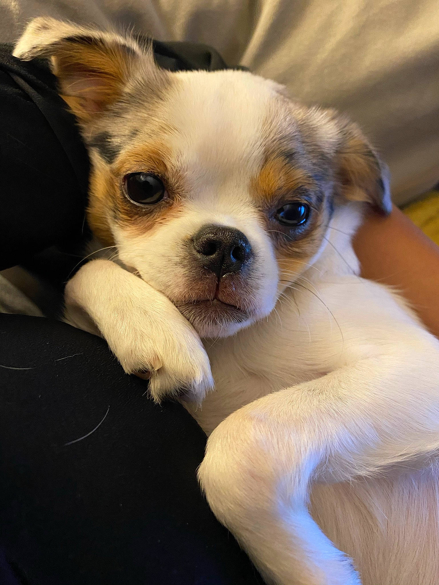 Tula is registered to the contest to win money with this photo: canidae, carnivore, companion_dog, dog, dog_breed, fawn, non_sporting_group, puppy, skin, snout, terrestrial_animal, toy_dog, whiskers, working_animal