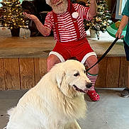 Kane joined the competition — help win amazing prizes! beard, carpet, celebration, chair, christmas_lights, christmas_tree, dog, festive, happy, holiday, indoor, large_dog, leash, person, red_clothing, santa_claus, smiling, striped_clothing, white_dog, wood_paneling
