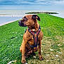 Shiva participe au concours pour gagner de l'argent avec cette photo : dog, brown_dog, harness, green_path, seaside, cloudy_sky, rocks, seagulls, water, nature, outdoor, animal, pet, sitting, calm, landscape, shore, grass, coast, daytime